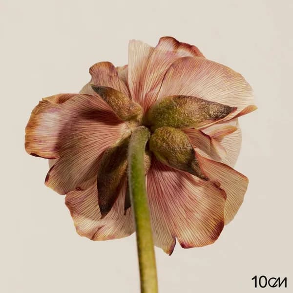 album_cover_image